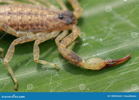 A Scorpion Pincer Pedipalp Up Close Leiurus Hebraeus The Hebrew