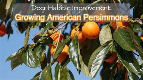 Deer Habitat Improvements Growing American Persimmons YouTube