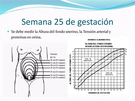 Control Prenatal Enfoque De Riesgo PPT