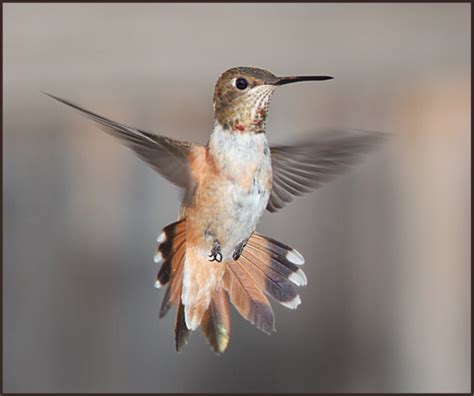 Rufous Hummingbird Migration Facts – Grateful Gnome