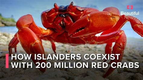 Red Crab Migration Lights Up Australias Christmas Island Youtube