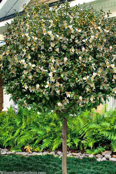 Buy Serendipiity Banana Shrub Single Trunk Tree Form Free Shipping