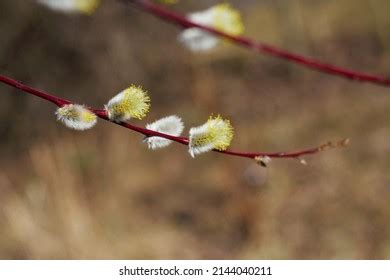 Salix Sp Pussy Willow Bud Stock Photo Shutterstock