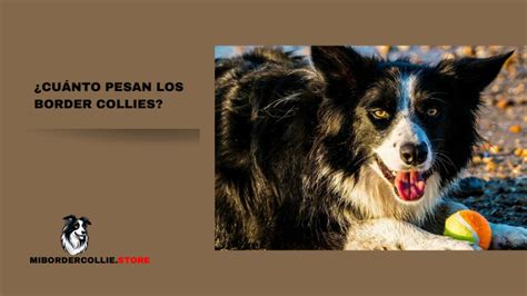 Cuánto pesan los border collies Peso promedio por edad