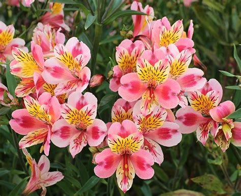 Astrom Lia Saiba Como Cuidar Alstroemeria Hybrida Blog Das Flores