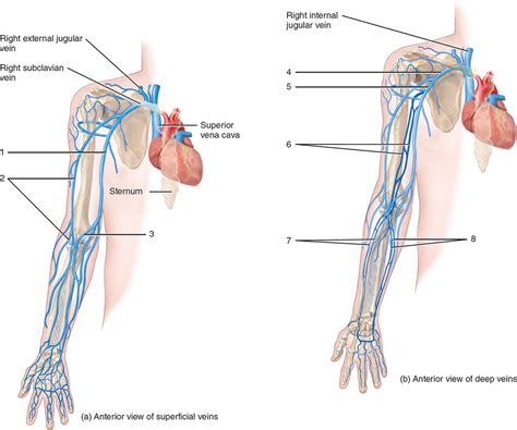 Veins Of The Arm Diagram Quizlet