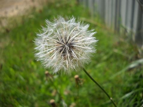 Kostenlose Foto Natur Gras Wiese L Wenzahn Blatt Blume Gr N