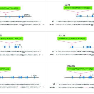 The Polycistronic TRNA GRNA PTG CRISPR CRISPR Associated Protein 9