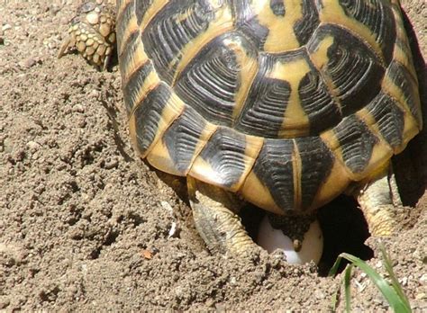 Tortue Hermanni Boettgeri Univers Reptiles