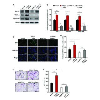 Dapagliflozin Induces Skeletal Muscle Cells Proliferation And