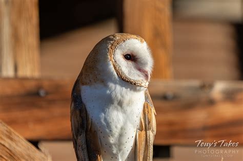 Barn Owl | Tony's Takes Photography