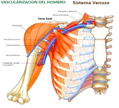 Tendinitis Del Supraespinoso Qué Es Causas Ejercicios Y Tratamiento