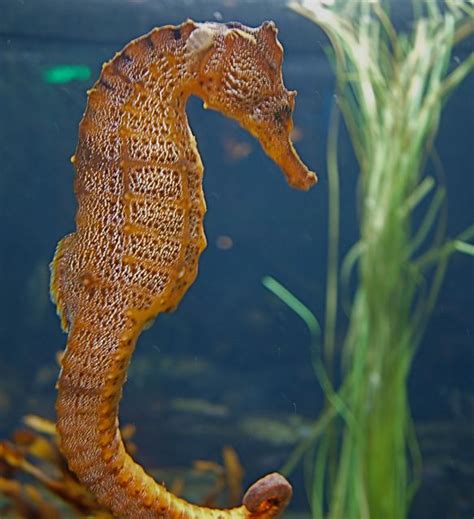 Seahorse At Monterey Bay Aquarium Seahorse At Monterey Bay Flickr