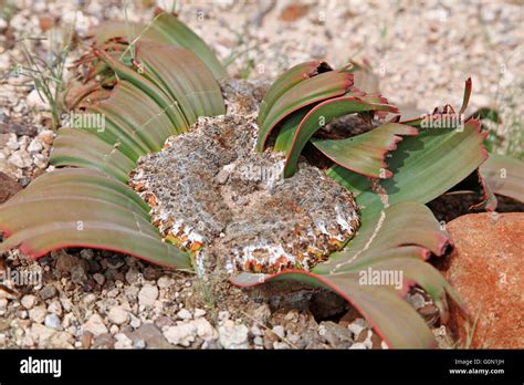 Welwitschia Mirabilis In The Landscape Of Namibia Stock Photo Alamy