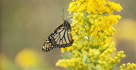 western-meadowlark-2 - Nebraska Pictures - Nebraska - HISTORY.com
