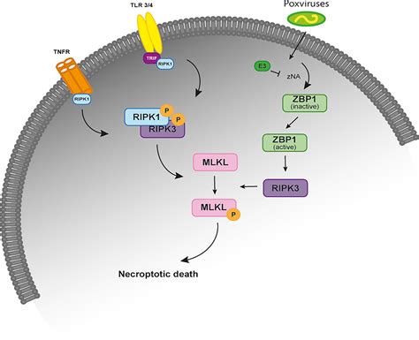 The Pathogenesis Of Necroptosis Dependent Signaling Pathway 59 OFF