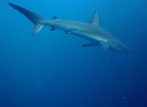 ADAM JADHAV » galapagos shark