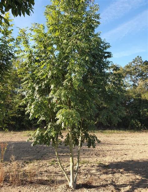 FRAXINUS excelsior Pépinières Ripoche Nantes Divatte sur Loire