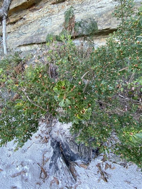 Large Leaf Bush Pea From Coal Point Conservation Area Adventure Bay