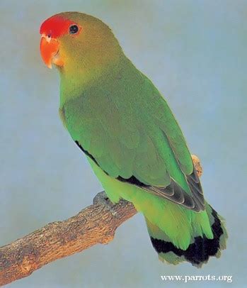 Parrot Encyclopedia | Black-winged Lovebird | World Parrot Trust