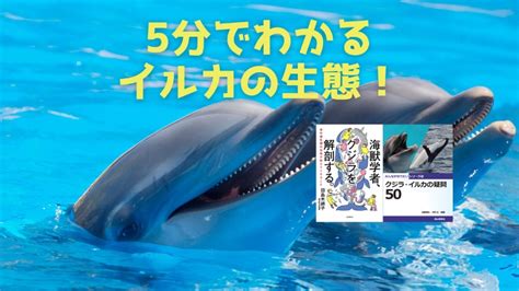 5分でわかるイルカの生態！イルカとクジラの違いは？！ ホンシェルジュ