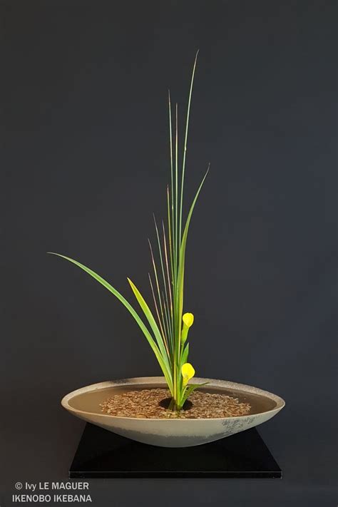 Shoka Shofutai Classical Sanshuike Material Ikenobo Ikebana