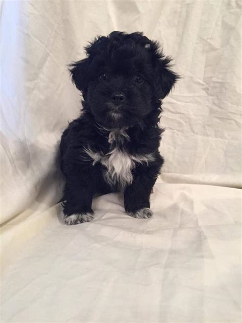 Lhasa Apso X Toy Poodle Puppies In Norwich Norfolk Gumtree