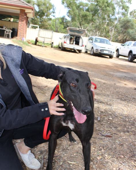 Yip Yap | Greyhounds As Pets