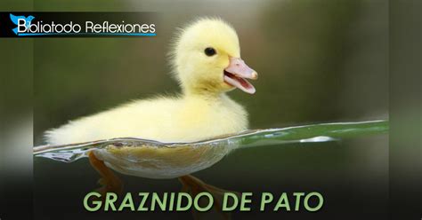 Graznido De Pato