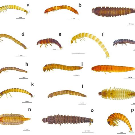 Pdf Riqueza Genérica Y Distribución De Elmidae Insecta Coleoptera Byrrhoidea En El