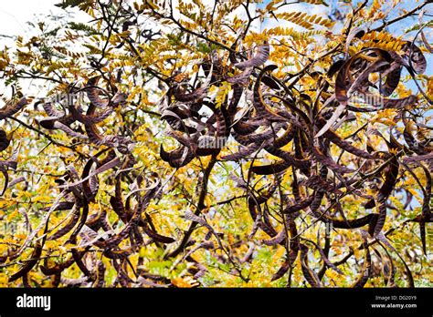 Seed Pods Acacia Tree Hi Res Stock Photography And Images Alamy