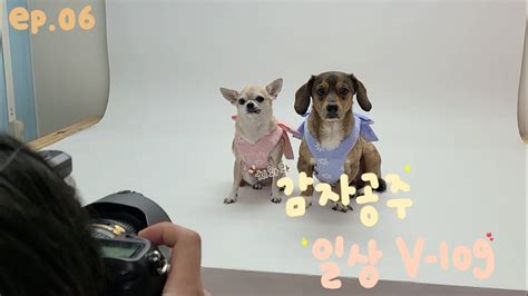 🐶 견생역전 강아지 브이로그 06 강아지모델 행궁동 출퇴근하는 강아지 치와와 공주 애견동반식당 Youtube