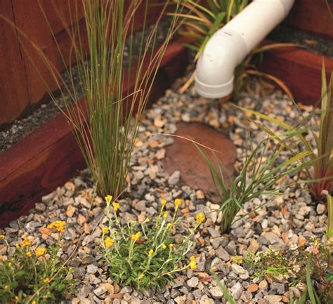 Why You Need A Raingarden And What It Is Green Adelaide