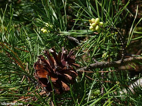 Virginia Pine Pinus Virginiana