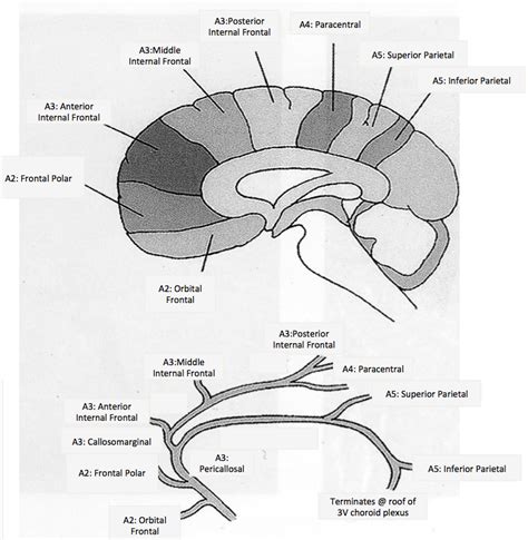 Striped line: recurrent artery of Heubner (+ putamen, GP, septal nuclei ...