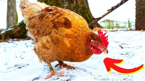 11 Astuces Pour Bien Protéger Ses Poules en Hiver