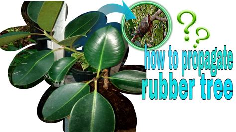 How To Propagate Rubber Tree Easiest Way Of Plant Propagation Youtube