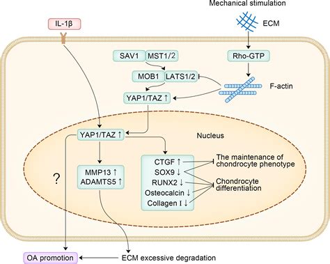 Frontiers Yes Associated Protein Role And Treatment Prospects In