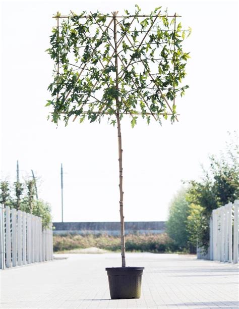 De Top Van Mooiste Bomen Voor Een Moderne Tuin Bomendael