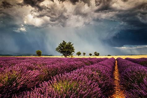 Flores lavanda nube tierra campo flor púrpura Fondo de pantalla