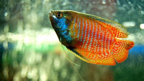 Dwarf Gourami Care Guide (Food, Mating & Tank Conditions)