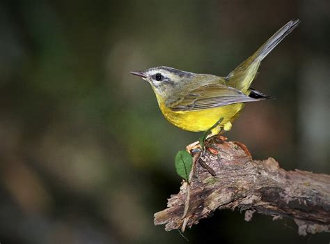 Foto Pula Pula Basileuterus Culicivorus Por Jos Branco Wiki Aves