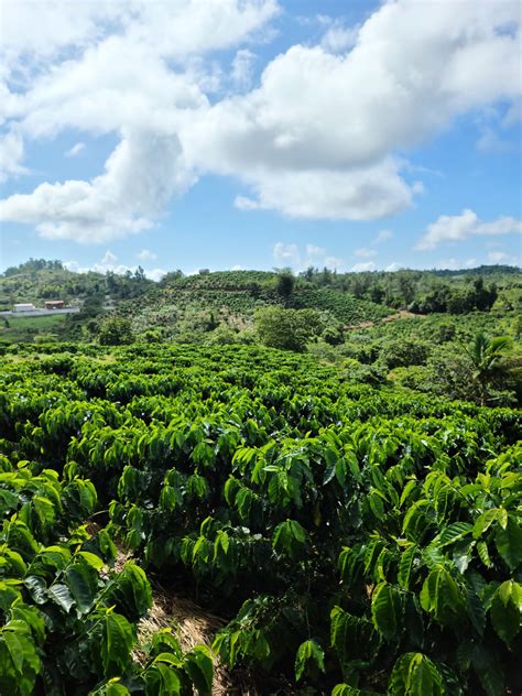 Hacienda Encantos - Coffee Farm Spotlight - Puerto Rico Coffee Roasters