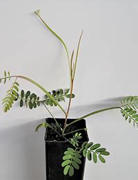 Narrow Leaf Wattle TreeProject