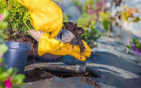 Men Planting Plants Inside His Backyard Garden Stock Image Colourbox