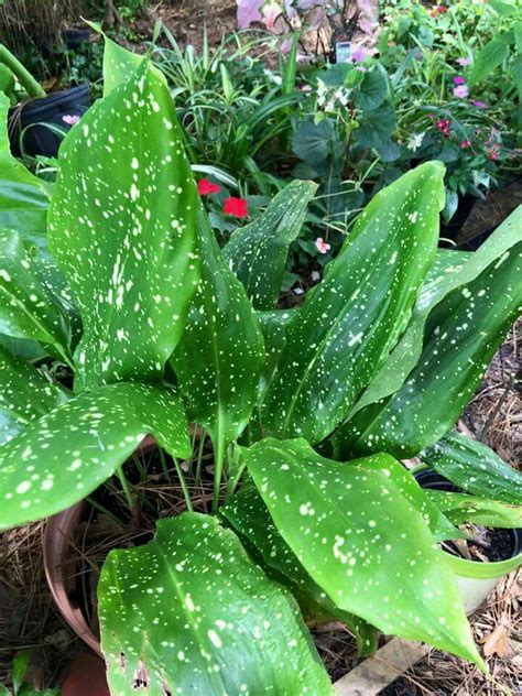 Spotted Cast Iron Plants Garden Vegetables