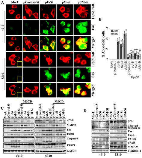 Sirna Against Upar And Or Mmp Induces Co Clustering Of Membrane Rafts