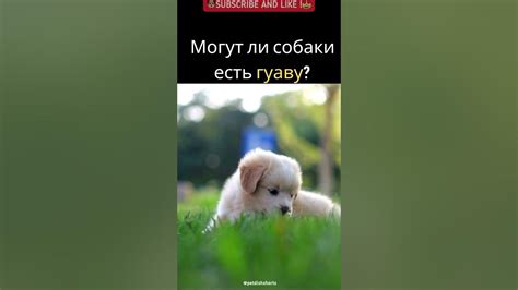 Могут ли собаки есть гуаву? #shorts - YouTube