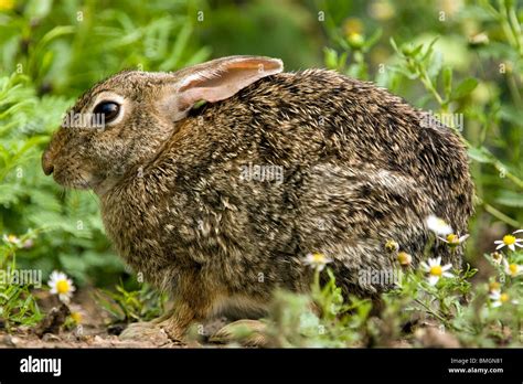 Eastern Cottontail Rabbit Close Up Hi Res Stock Photography And Images