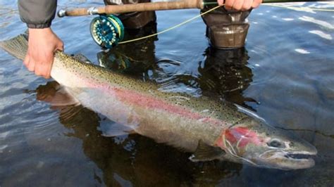 Steelhead Fishing Near Portland